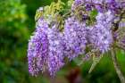 Wisteria Art Print